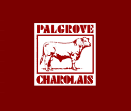 Scone Palgrove Charolais Bull Sale